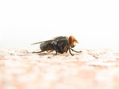 广州杀虫公司：宿舍为什么有蟑螂？