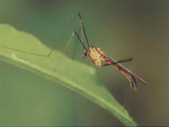 广州杀虫公司：怎么样可以把蟑螂怎么消灭最彻底？