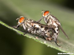 广州杀虫公司：用什么治蟑螂效果最好？