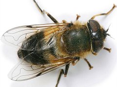 广州杀虫公司：白蚁什么季节治最好？