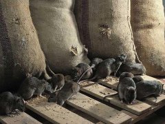 广州杀虫公司：白蚁是什么颜色？