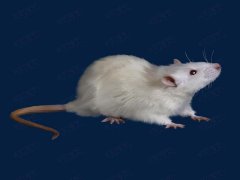 广州杀虫公司：家里灭老鼠最好的方法