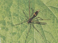 广州杀虫公司：蚊子卵多久孵化？