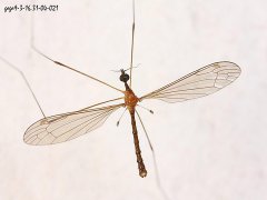 广州杀虫公司：蚊子卵在哪里生存？