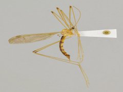 广州杀虫公司：蚊子卵肉眼可见吗？