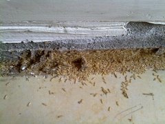 广州杀虫公司：怎样才能将小强消灭？