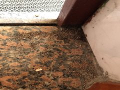 广州杀虫公司：蟑螂的由来