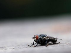 广州杀虫公司：自制灭苍蝇最有效的方法