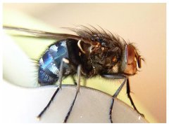 广州杀虫公司：怎么让苍蝇自己飞出去？