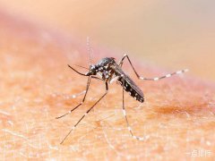 广州杀虫公司：苍蝇飞进卧室会产卵吗？