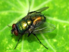 广州杀虫公司：蜂蝇蜇人吗？