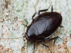 广州杀虫公司：天冷了屋里苍蝇多怎么办？