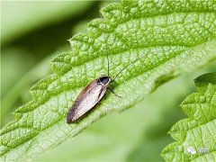 广州杀虫公司：有什么办法驱赶苍蝇？