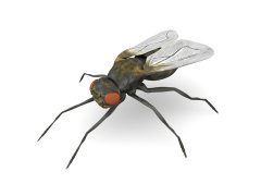 广州杀虫公司：什么气味可以驱赶苍蝇？