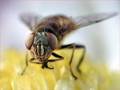 广州杀虫公司：秋天苍蝇怎么消灭？