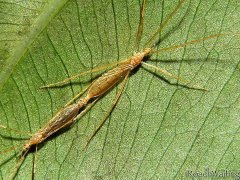 广州杀虫公司：餐厅苍蝇多用什么方法消灭？