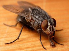 广州杀虫公司：如何快速消灭苍蝇？