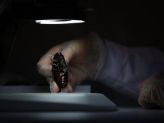 广州杀虫公司：老鼠冬天吃什么食物？