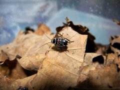 广州杀虫公司：用什么食物诱捕老鼠最好？