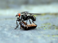 广州杀虫公司：屋顶上有老鼠怎么样治？