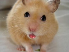 广州杀虫公司：如何消灭房间里的老鼠？