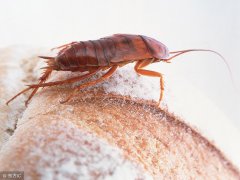 广州杀虫公司：老鼠和蟑螂哪个生命力更强？