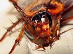 广州杀虫公司：为什么会产生蟑螂？