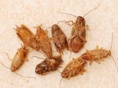 广州杀虫公司：家里发现蟑螂怎么才能除根？