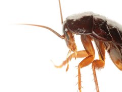 广州杀虫公司：消灭蟑螂的好方法