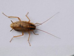 广州杀虫公司：驱蟑螂的小妙招