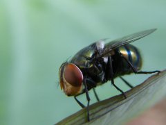 广州杀虫公司：老鼠会主动攻击人类吗？