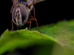 广州杀虫公司：老鼠为什么不能灭绝？