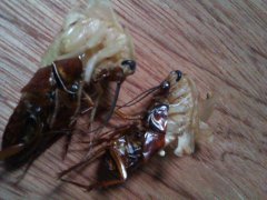 广州杀虫公司：车里蟑螂是怎么来的？