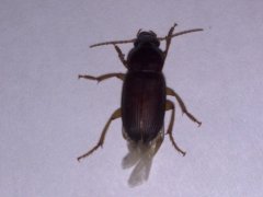 广州杀虫公司：怎样消灭跳蚤彻底？