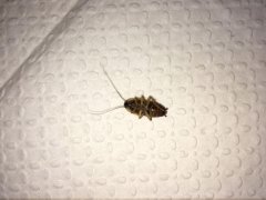 广州杀虫公司：蟑螂爬到床上会产卵吗？