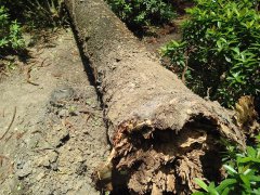 广州杀虫公司：蟑螂爬过的地方有细菌吗？