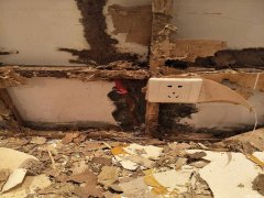 广州杀虫公司：干洗衣粉能驱蟑螂吗？