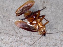 广州杀虫公司：如何有效灭鼠驱鼠？