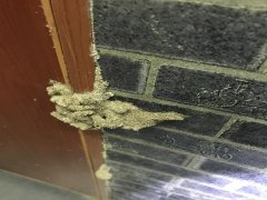 广州杀虫公司：如何有效灭鼠去味？