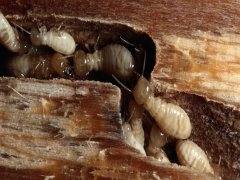 广州杀虫公司：怎么有效灭鼠？