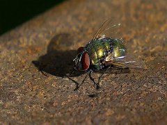 广州杀虫公司：蟑螂是怎么滋生的？